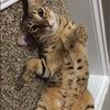 anna_hagerman